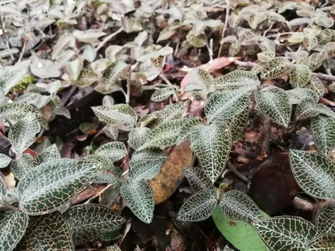 উহানের চীনা বিজ্ঞানীরা 20 বছরের গবেষণার পর Anoectochilus Roxburghii আনলক করেছেন এবং সফলভাবে ক্লাস 1 উদ্ভাবনী অনুসন্ধানী ওষুধ তৈরি করেছেন